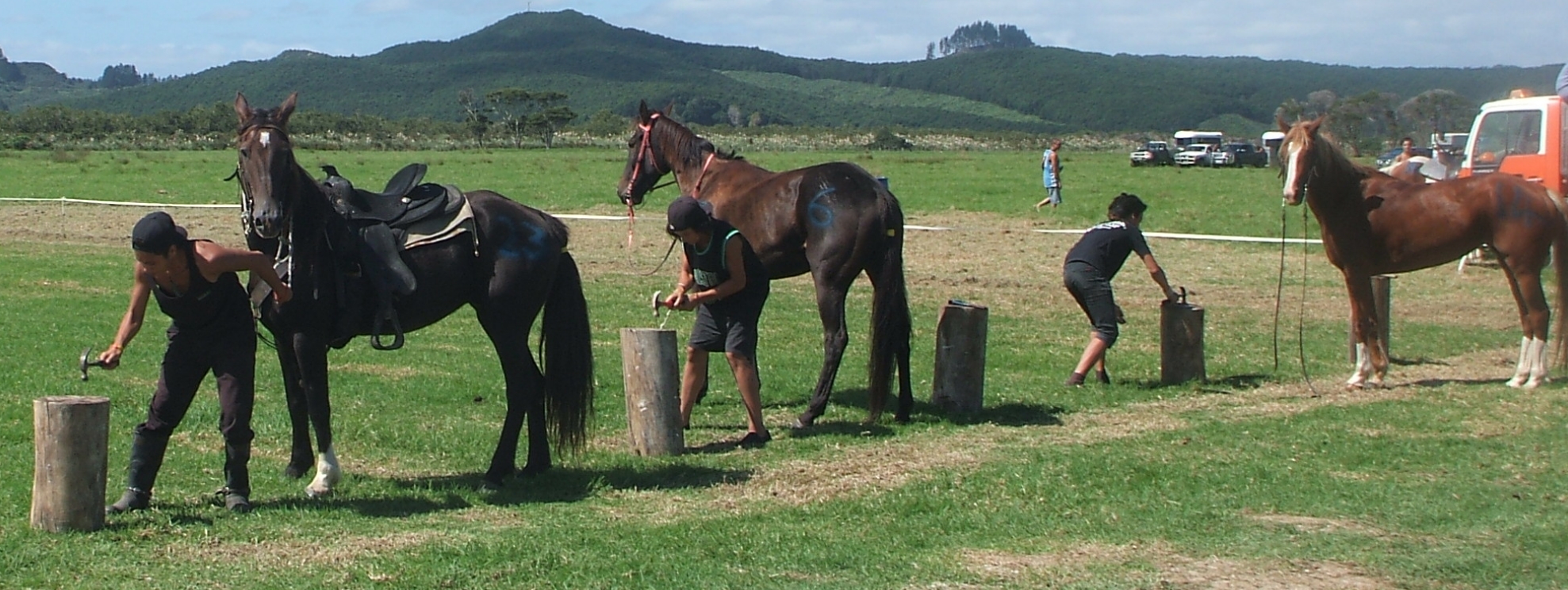 Rawene Brumby Races